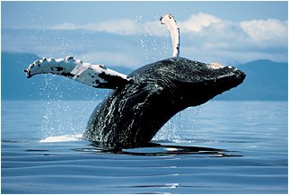 The Bowhead Whales Dance song was inspired by Florian Schulz's video.