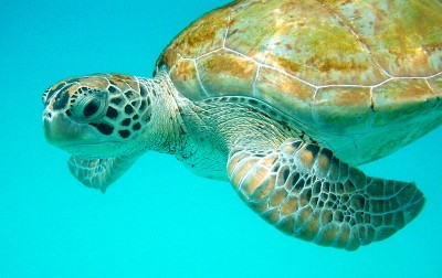 Sea Turtle Barba Tarikb