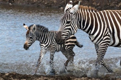 Run Zebra Run : to thankyou for using a drying rack