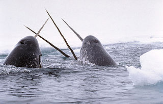 Wicked Tooth : Cool Critters Called the Narwhals