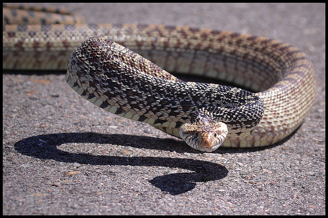 Snake On The Road : Drive Slow, Your Atoms Might Be A Snake Someday