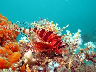 Zebra Lionfish flickr.com/photos/rling  (Dendrochirus zebra) Fly Point, Port Stephens, NSW 