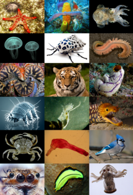 Animal_diversity[1]